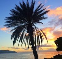 palm tree on an island at sunset