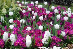 garden bed with spring flowers