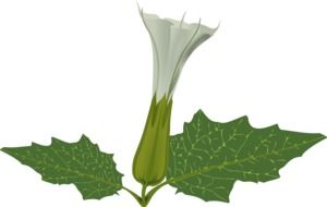 white tube flower plant vector drawing