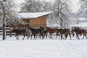 Horses in winter