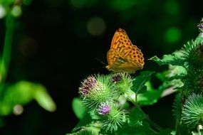 silver-bordered fritillary butterfly on the flower