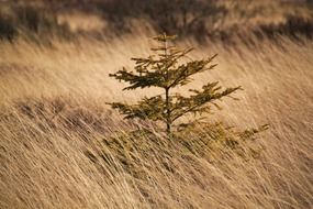 green pine among marsh grass in a nature reserve in Belgium