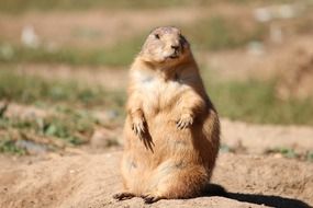 Rodent on the alert on a blurred background