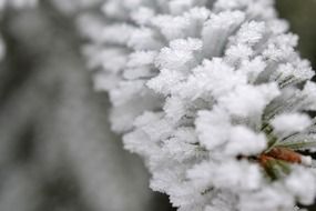 Snow white plant as hoarfrost