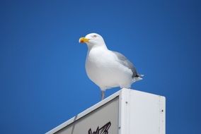seagul sitting on street sign at sky
