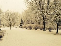 snowy park in winter
