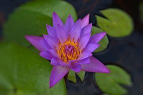 Violet water lily flower