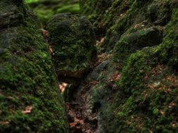 moss covered forest tree