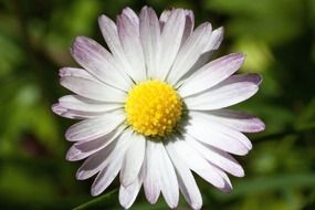 Chamomile with bright yellow core