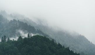 fog mountain forest trees nature