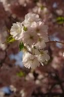 tree bloom in spring