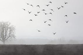 fog and a flock of birds in the sky landscape