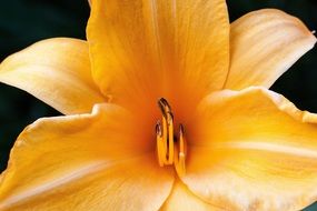 Hemerocallis - very plastic plant
