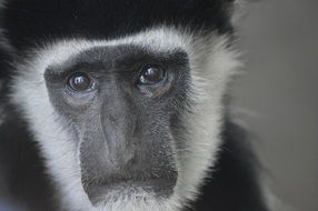 face of a monkey close up