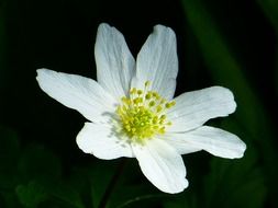 White anemone close-up