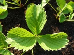 Fresh strawberry leaves in summer garden