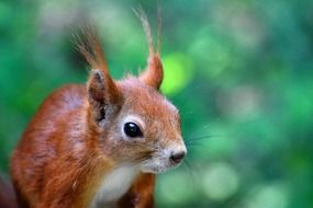 squirrel closeup