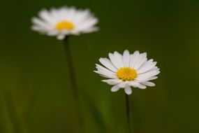 closeup of spring flowers
