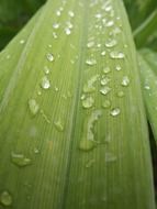 Dew on the foliage
