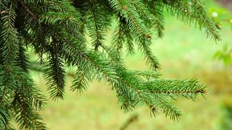 spruce branches on a sunny day close up