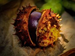 Close-up of the beautiful, open brown chestnut fruit