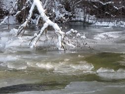 branch in the ice in the creek