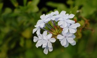 close up photo of white fluffy plumpago flower
