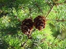 pine cones tap conifer forest