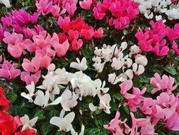 glade of multicolor cyclamen