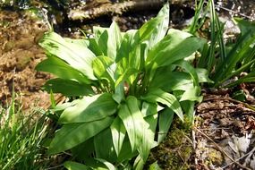 bear's garlic