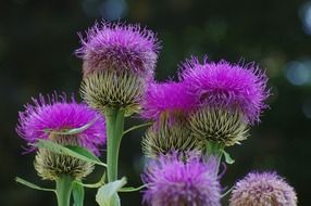 purple spiny flower