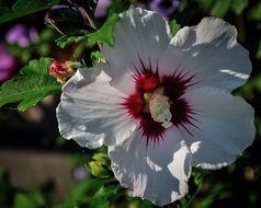 Close-up of a beautiful white and red flower among other colorful flowers