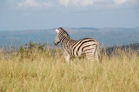 zebra in the wild nature in South Africa