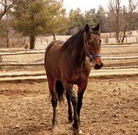 horse animal grazing outside portrait