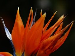Beautiful and colorful bird of paradise flower on blurred background black background