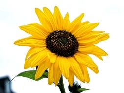 clipart of Sunflower against white background
