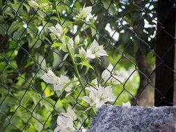 white flower on an iron grid