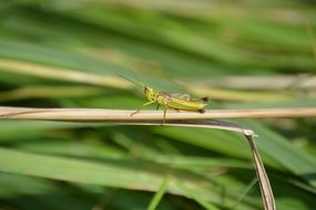 grasshopper on a dry blade of grass