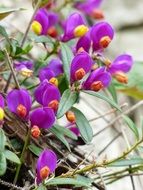 Beautiful and colorful Polygala Chamaebuxus flowers