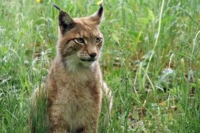 trot cat in green grass