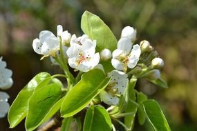 Pear flowering in white flowers