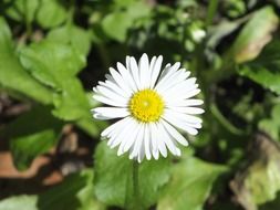 daisy flower in springdaisy in green leaves in spring