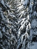 Snow-covered fir close-up