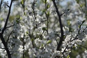 white apple tree flowers in spring