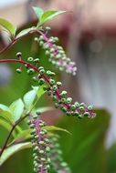 plant with green berries on purple twigs