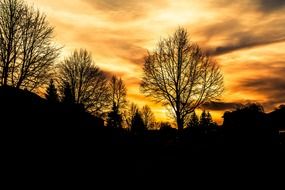 orange sunrise tress outlines landscape