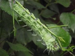 big green caterpillar on a blade of grass closeup