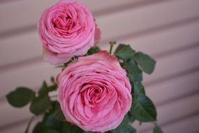 pink roses close-up on a blurred background