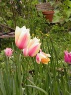 tulip flowers in the spring garden