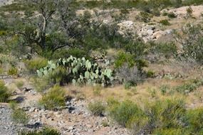 green cactus in desert landscape